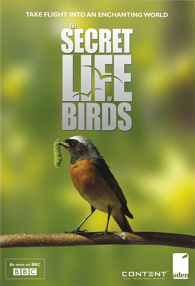 Постер из фильма The Secret Life of Birds